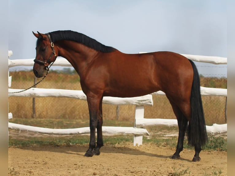 Hungarian Sport Horse Mare 6 years 16 hh Brown in Budapest