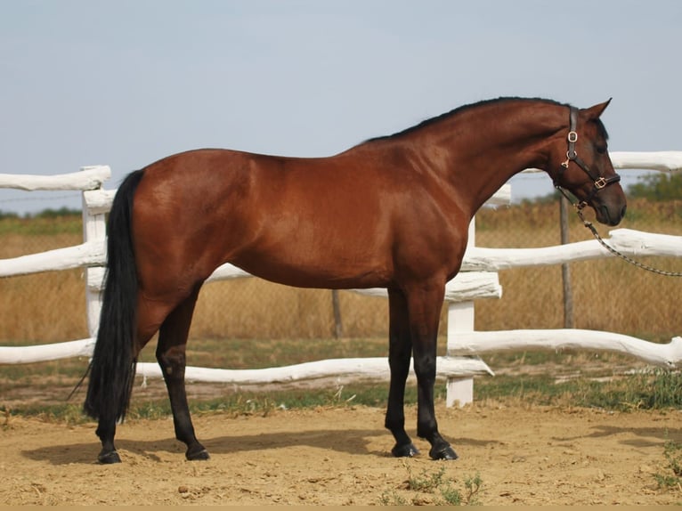 Hungarian Sport Horse Mare 6 years 16 hh Brown in Budapest