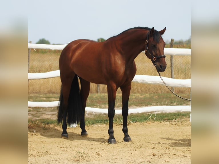 Hungarian Sport Horse Mare 6 years 16 hh Brown in Budapest