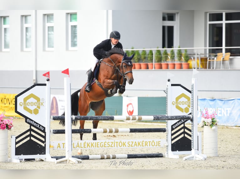 Hungarian Sport Horse Mare 6 years 16,1 hh Bay in Békéscsaba
