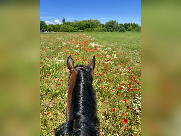 Hungarian Sport Horse Mare 6 years 16,1 hh Bay in Heves