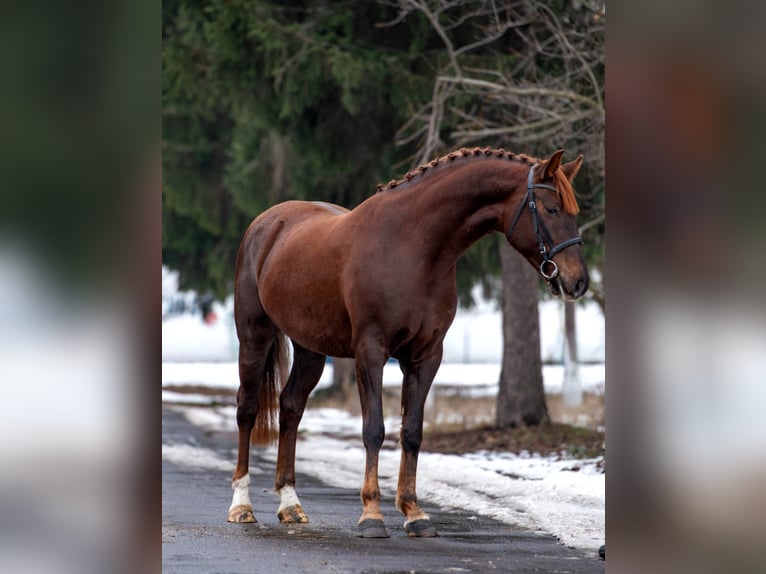 Hungarian Sport Horse Mare 6 years 16,1 hh Chestnut in Békéscsaba