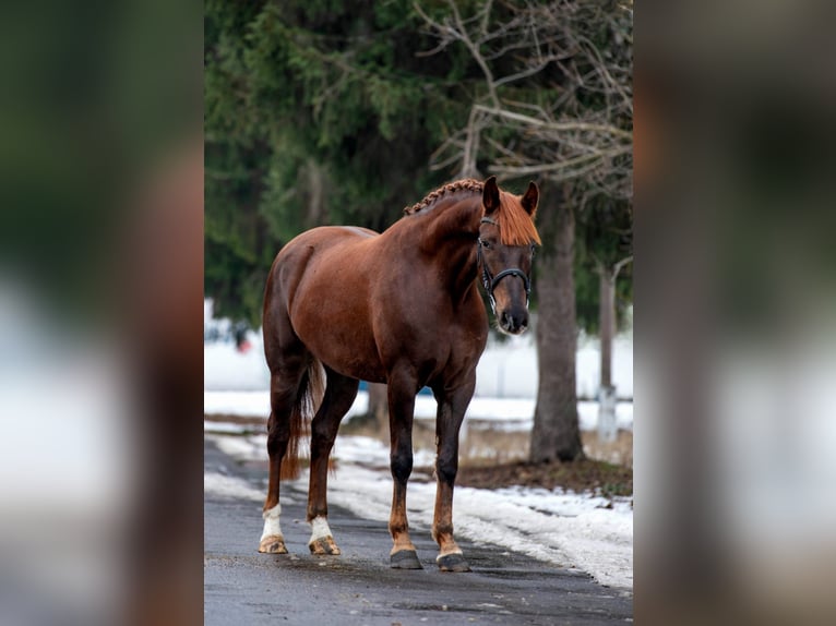 Hungarian Sport Horse Mare 6 years 16,1 hh Chestnut in Békéscsaba