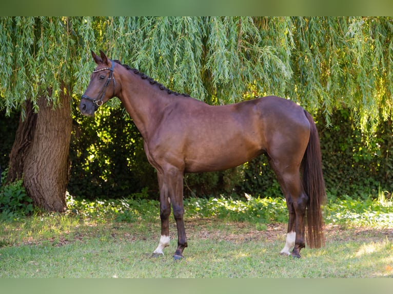 Hungarian Sport Horse Mare 6 years 16,1 hh Chestnut in Debrecen