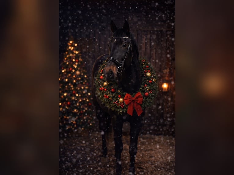 Hungarian Sport Horse Mare 6 years 16,2 hh Black in Tragwein