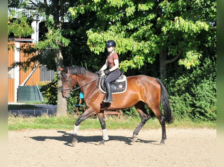 Hungarian Sport Horse Mare 6 years 17,1 hh Brown in Schattendorf