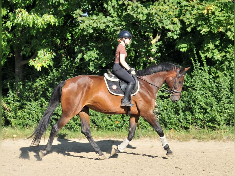 Hungarian Sport Horse Mare 6 years 17,1 hh Brown in Schattendorf