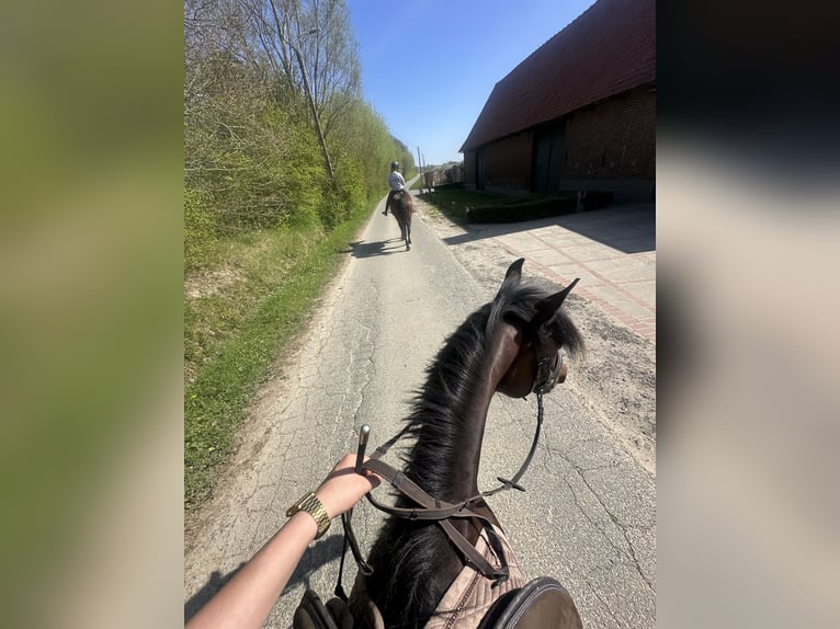 Hungarian Sport Horse Mare 7 years 13,2 hh Bay-Dark in Kortrijk