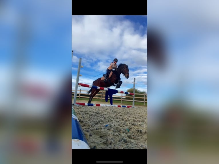 Hungarian Sport Horse Mare 7 years 13,2 hh Bay-Dark in Kortrijk