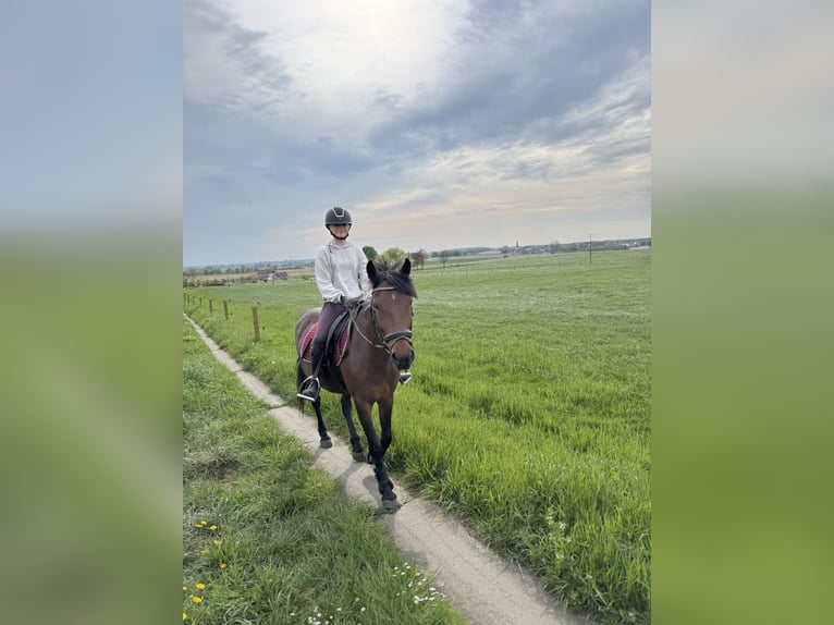 Hungarian Sport Horse Mare 7 years 13,2 hh Bay-Dark in Kortrijk