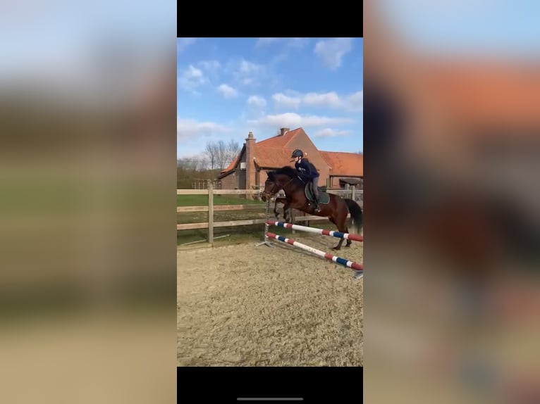 Hungarian Sport Horse Mare 7 years 13,2 hh Bay-Dark in Kortrijk