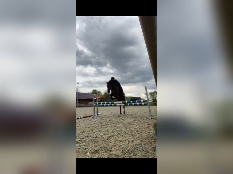 Hungarian Sport Horse Mare 7 years 13,2 hh Bay-Dark in Kortrijk