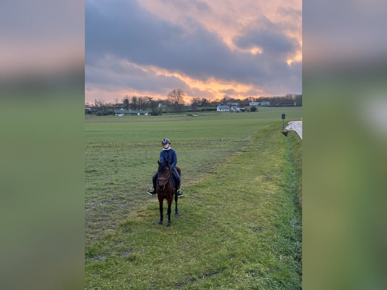 Hungarian Sport Horse Mare 7 years 13,2 hh Bay-Dark in Kortrijk