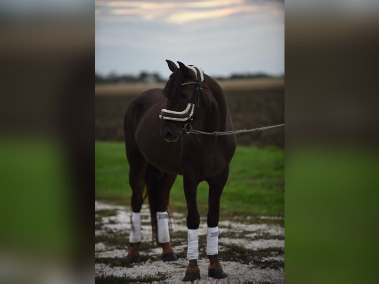 Hungarian Sport Horse Mare 7 years 14,1 hh Chestnut-Red in Cegléd