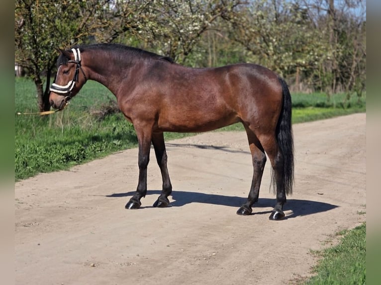 Hungarian Sport Horse Mix Mare 7 years 14.2 hh Brown in Cserkeszőlő
