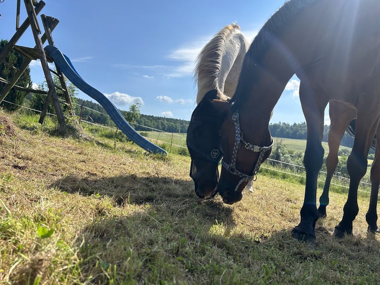 Hungarian Sport Horse Mare 7 years 15,1 hh Brown in Knüllwald