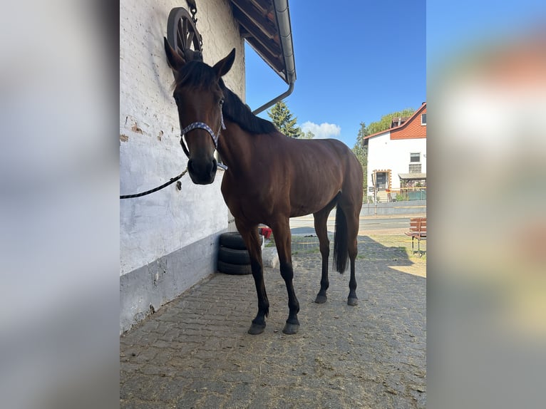 Hungarian Sport Horse Mare 7 years 15,1 hh Brown in Knüllwald