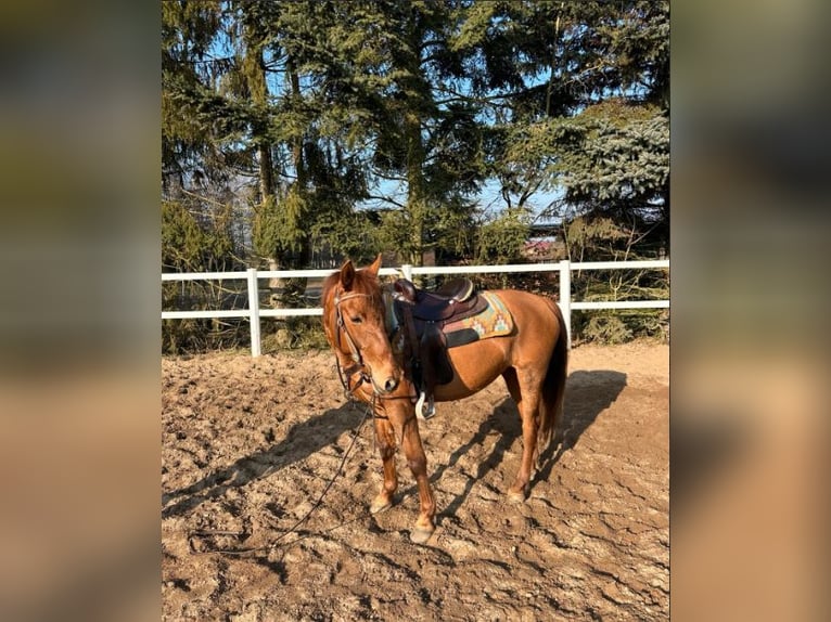 Hungarian Sport Horse Mare 7 years 15,2 hh Chestnut-Red in Fincken