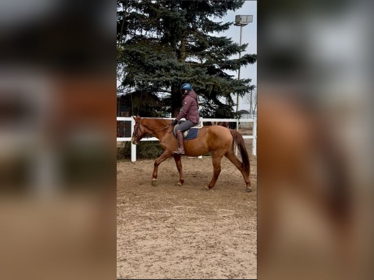 Hungarian Sport Horse Mare 7 years 15,2 hh Chestnut-Red in Fincken