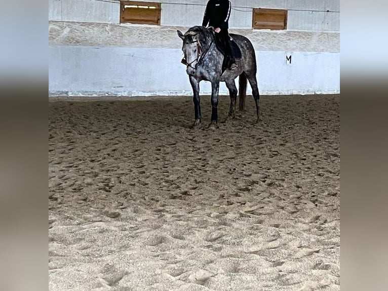 Hungarian Sport Horse Mare 7 years 15,2 hh Gray in Eggelsberg