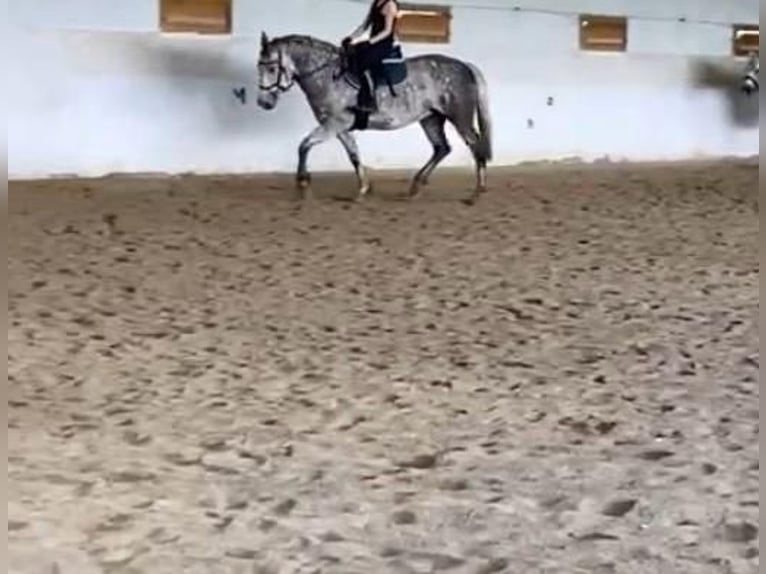 Hungarian Sport Horse Mare 7 years 15,2 hh Gray in Eggelsberg