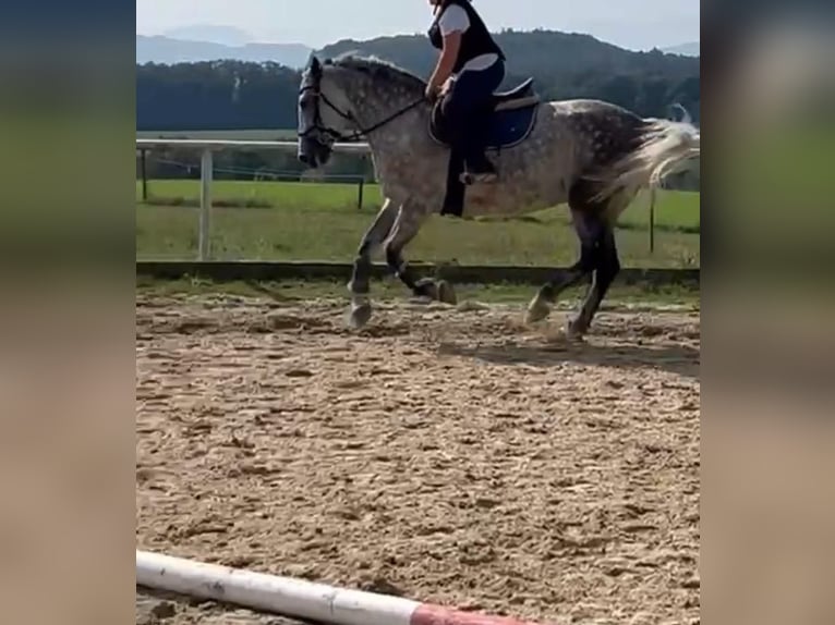 Hungarian Sport Horse Mare 7 years 15,2 hh Gray in Eggelsberg