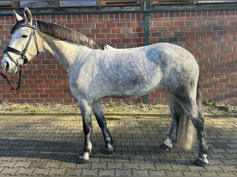 Hungarian Sport Horse Mare 7 years 15,3 hh Gray in NottulnNottuln