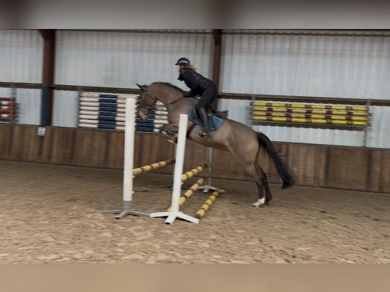 Hungarian Sport Horse Mare 7 years 16,1 hh Brown in Oud Gastel