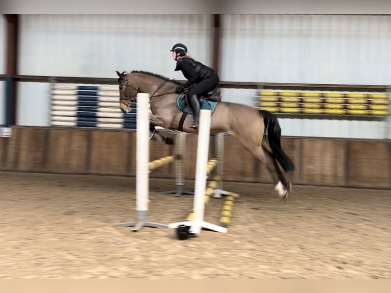 Hungarian Sport Horse Mare 7 years 16,1 hh Brown in Oud Gastel