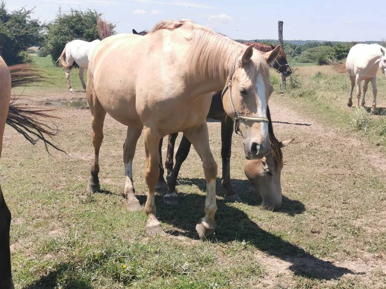 Hungarian Sport Horse Mare 7 years 16.1 hh Palomino in Marcali