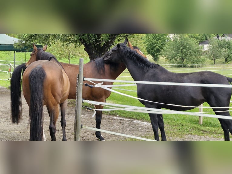 Hungarian Sport Horse Mare 7 years 16,2 hh Black in Wohlenschwil