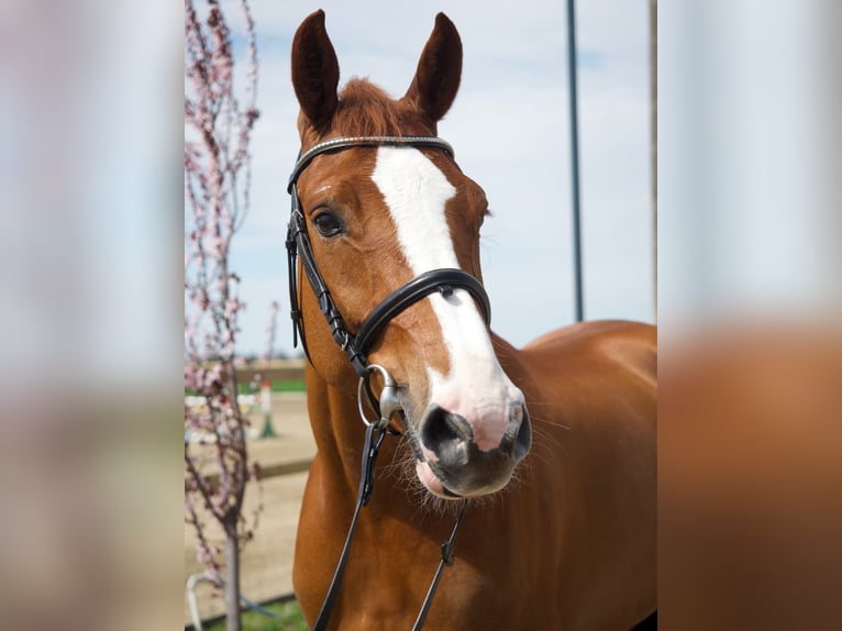 Hungarian Sport Horse Mare 7 years 16,1 hh Chestnut in Békéscsaba