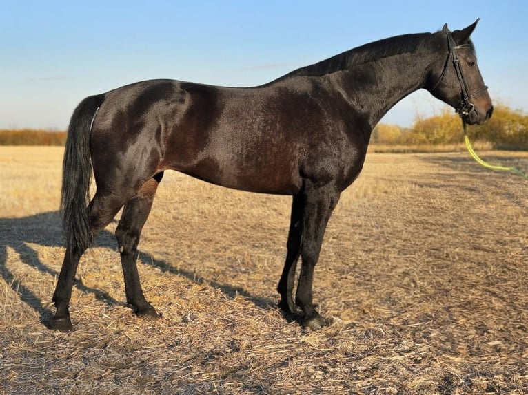 Hungarian Sport Horse Mare 7 years 16,2 hh in B&#xE9;k&#xE9;s