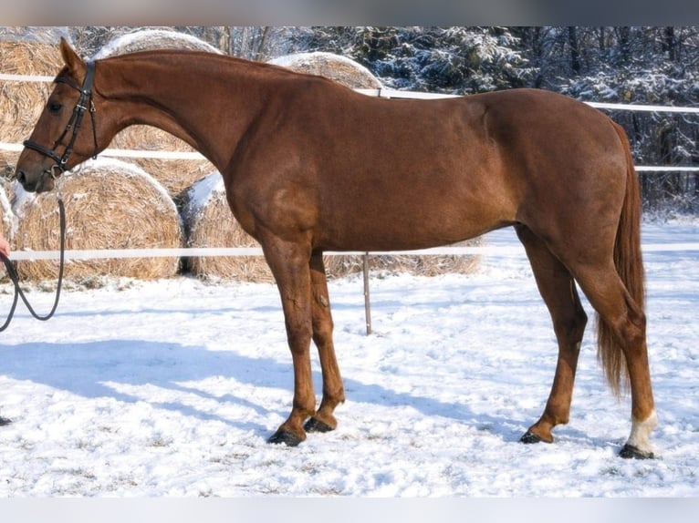 Hungarian Sport Horse Mix Mare 7 years 17 hh Chestnut-Red in Békés