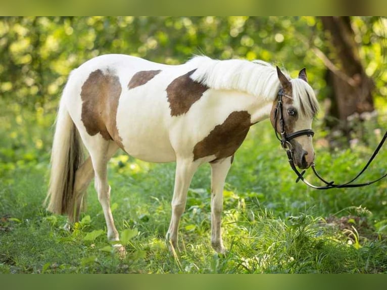 Hungarian Sport Horse Mare 8 years 12,1 hh Pinto in Matzersdorf