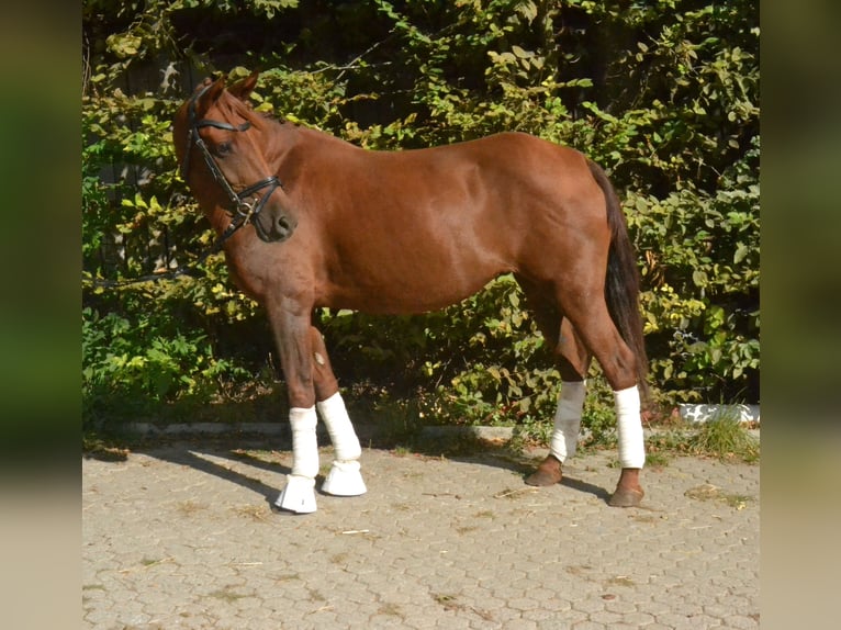 Hungarian Sport Horse Mare 8 years 14,1 hh Chestnut-Red in Würzburg