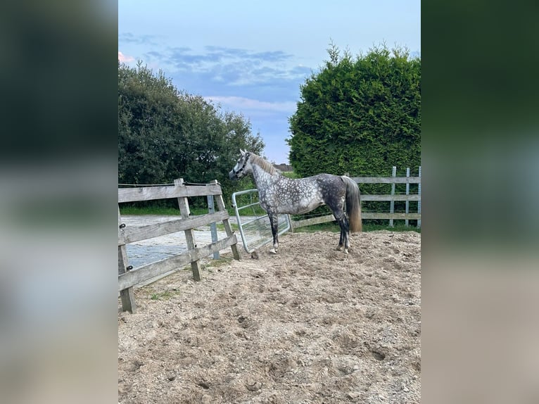 Hungarian Sport Horse Mix Mare 8 years 14,1 hh Gray-Blue-Tan in Oldenzaal