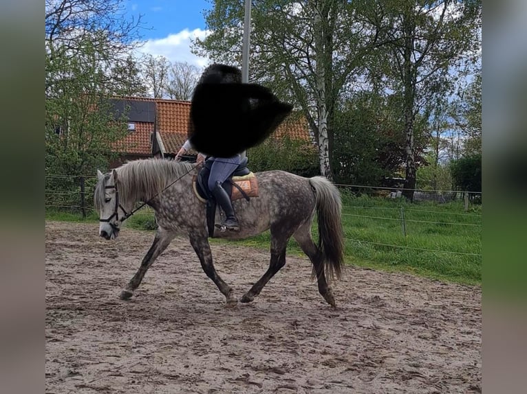 Hungarian Sport Horse Mix Mare 8 years 14,1 hh Gray-Blue-Tan in Oldenzaal