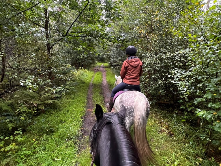 Hungarian Sport Horse Mix Mare 8 years 14,1 hh Gray-Blue-Tan in Oldenzaal