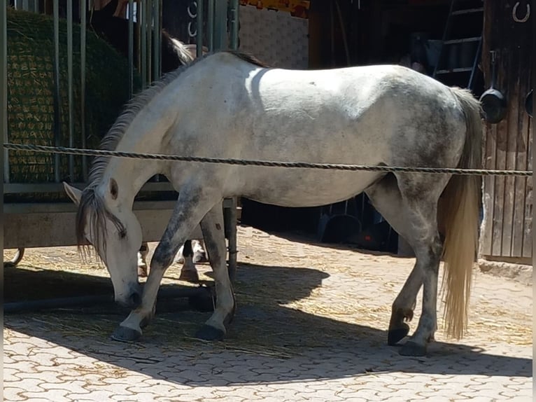 Hungarian Sport Horse Mare 8 years 14.2 hh Grey in Straubenhardt