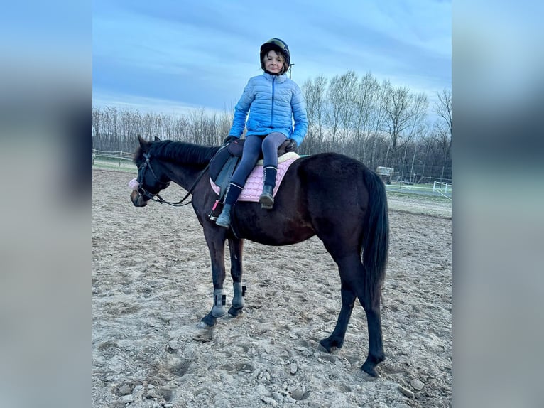 Hungarian Sport Horse Mare 8 years 14 hh Bay-Dark in Ungarn