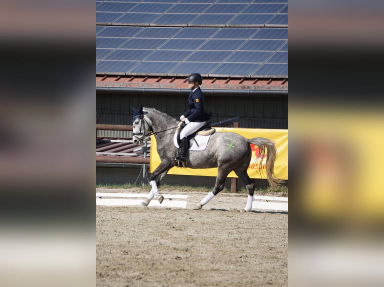Hungarian Sport Horse Mare 8 years 14,2 hh Grey in Schwabenheim
