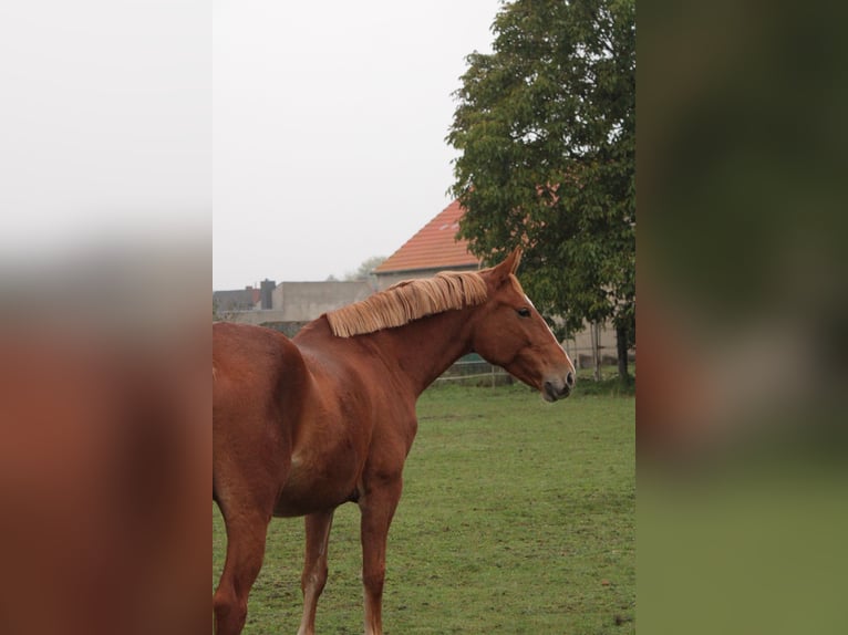 Hungarian Sport Horse Mix Mare 8 years 15,1 hh Chestnut-Red in Bismark (Altmark)