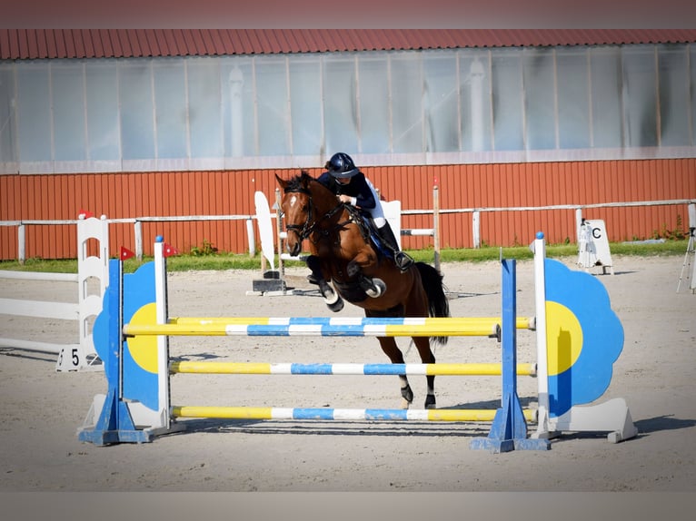 Hungarian Sport Horse Mare 8 years 15,2 hh Bay in Kecskemét