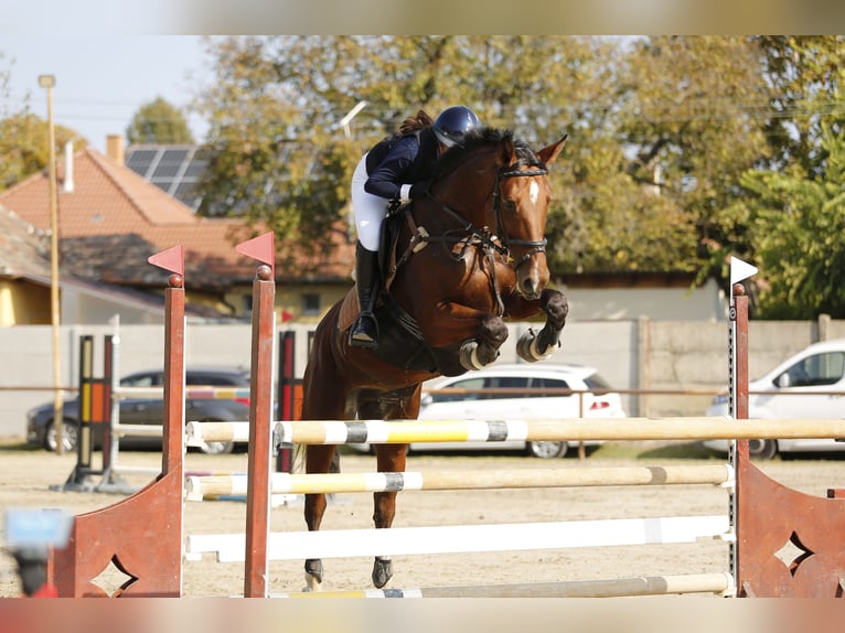 Hungarian Sport Horse Mare 8 years 15,2 hh Bay in Kecskemét