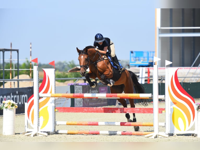 Hungarian Sport Horse Mare 8 years 15,2 hh Bay in Kecskemét