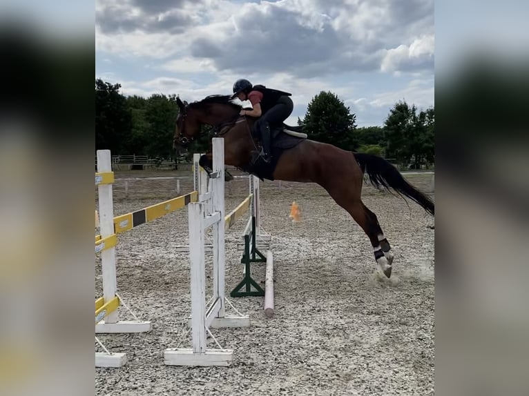 Hungarian Sport Horse Mare 8 years 15,2 hh Bay in Kecskemét