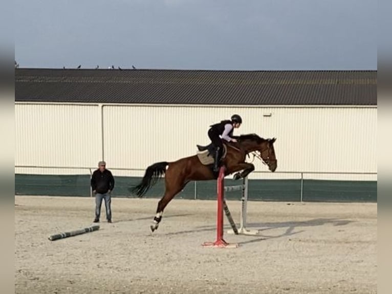 Hungarian Sport Horse Mare 8 years 15,2 hh Bay in Kecskemét