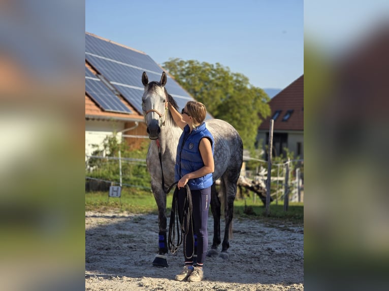 Hungarian Sport Horse Mare 8 years 15,3 hh Grey-Dapple in Biezwil