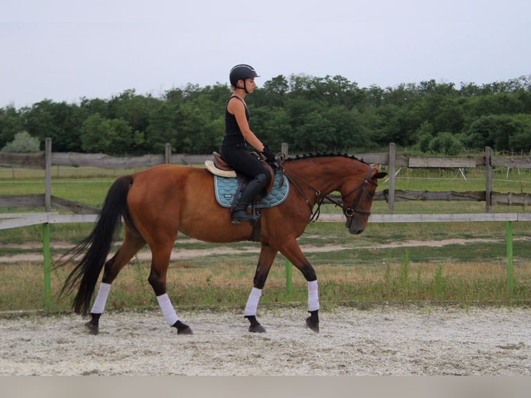 Hungarian Sport Horse Mix Mare 8 years 16,1 hh Bay in Gönyű